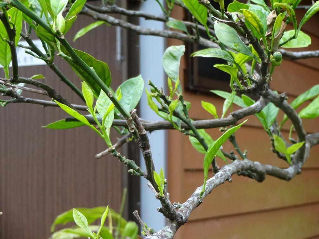 Funamiso Hotel ฮาจิโจ ภายนอก รูปภาพ